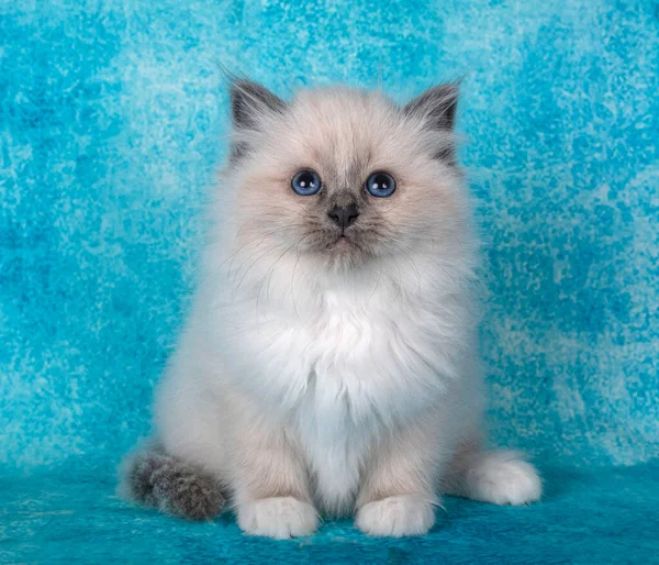 Birman Kitten Front Blue Background — Stock Photo, Image