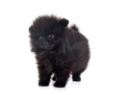 Beyaz arkaplan önünde genç pomeranian