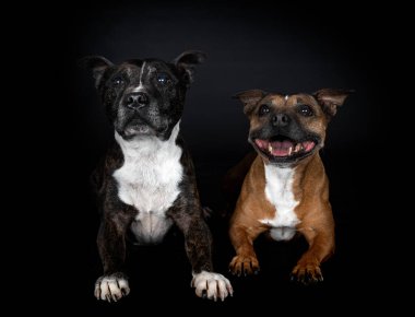 Stamfordshire Boğa Teriyerleri siyah arka planda