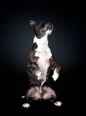 Stamfordshire Boğa Teriyeri siyah arka planın önünde