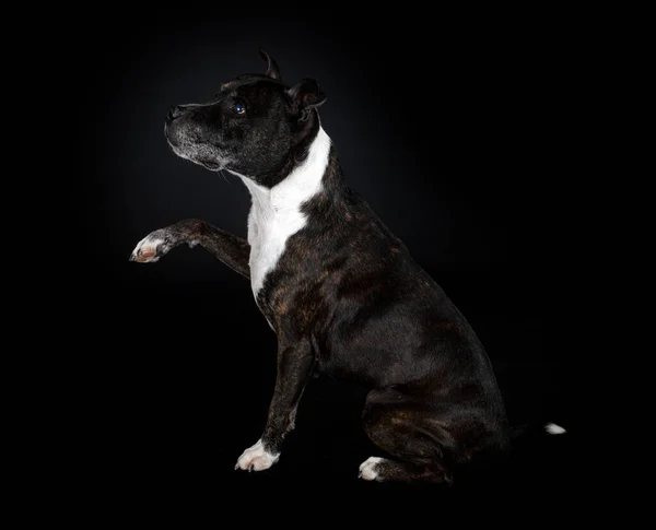 Staffordshire Touro Terrier Frente Fundo Preto — Fotografia de Stock