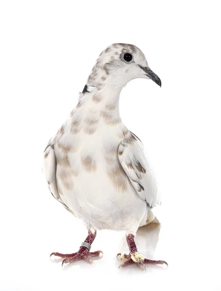 African Collared Dove Front White Background — Stock Photo, Image
