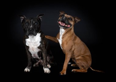 Stamfordshire Boğa Teriyerleri siyah arka planda