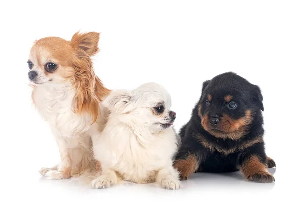 Cachorro Rottweiler Chihuahua Delante Fondo Blanco — Foto de Stock