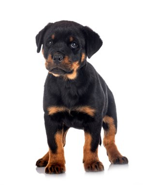 Beyaz arkaplan önünde köpek yavrusu rottweiler