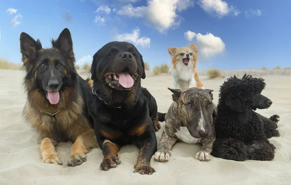 Cinque Cani Che Soggiornano Spiaggia Estate — Foto Stock