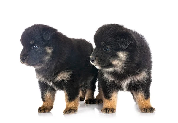 Valpar Finska Lapphund Framför Vit Bakgrund — Stockfoto