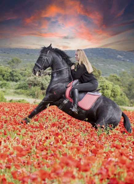 Koni Dívka Trénuje Svého Černého Koně — Stock fotografie