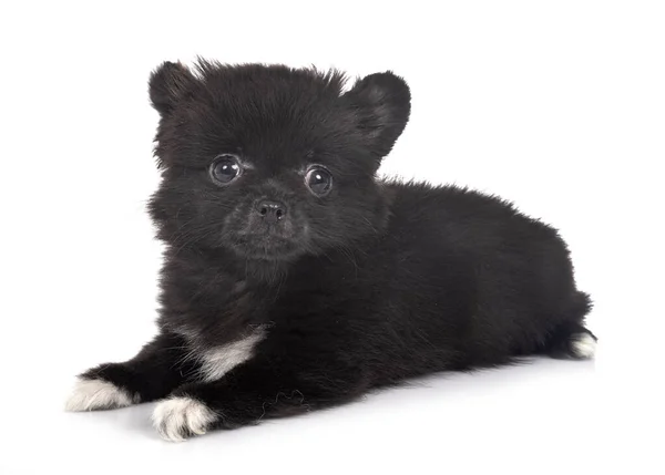 Liten Chihuahua Framför Vit Bakgrund — Stockfoto