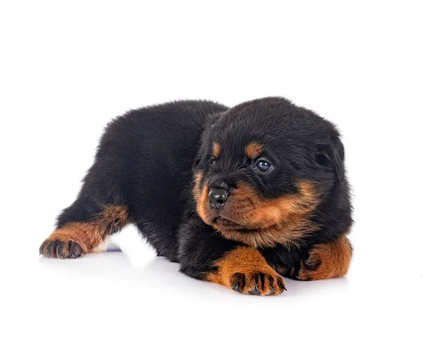 Pup Rottweiler Voorkant Van Witte Achtergrond — Stockfoto