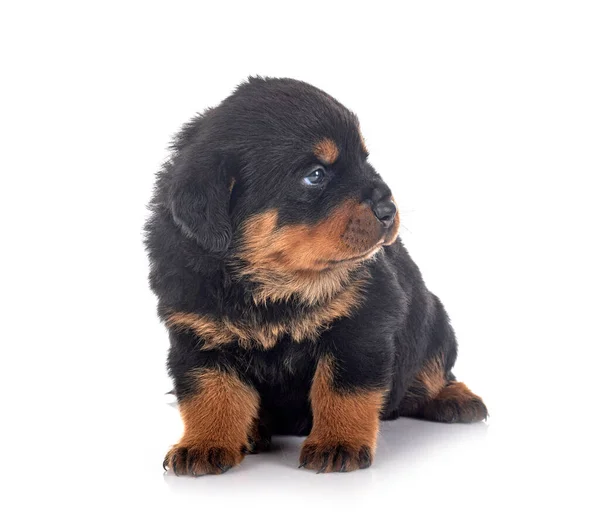 Pup Rottweiler Voorkant Van Witte Achtergrond — Stockfoto