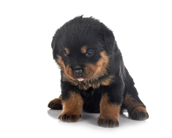 Chiot Rottweiler Face Fond Blanc — Photo