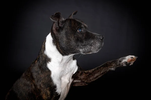 Staffordshire Bullterrier Vor Schwarzem Hintergrund — Stockfoto