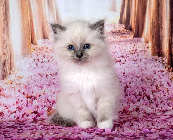 Birman Gatito Frente Rosa Fondo —  Fotos de Stock