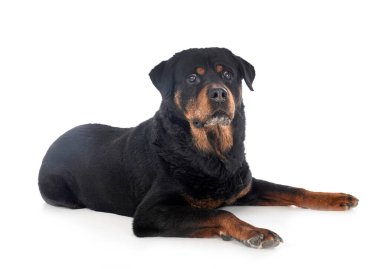 Beyaz arkaplan önünde safkan rottweiler