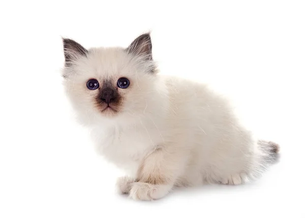 Birman Gatinho Frente Fundo Branco — Fotografia de Stock