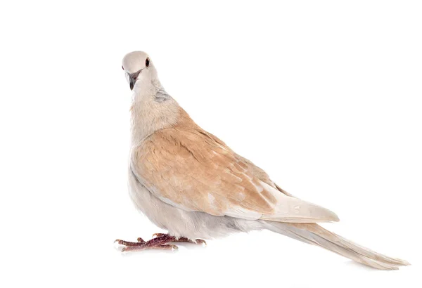 African Collared Dove Front White Background — Stock Photo, Image