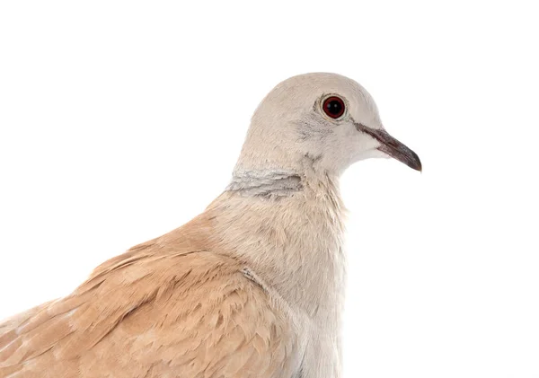 白い背景の前にアフリカ色の鳩 — ストック写真