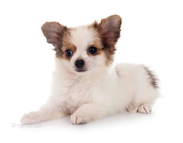 Kleine Chihuahua Voor Witte Achtergrond — Stockfoto