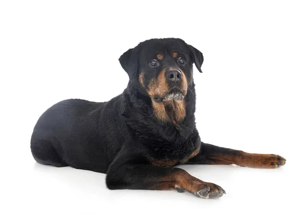 Rottweiler Razza Davanti Sfondo Bianco — Foto Stock