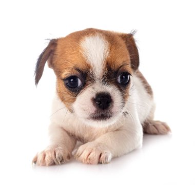 Beyaz arka planda küçük bir chihuahua