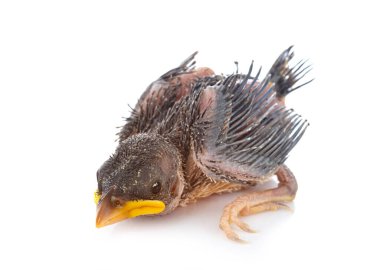 Beyaz arka planda genç ahır kırlangıcı