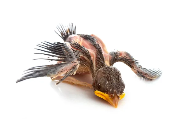 Young Barn Swallow Front White Background — Stock Photo, Image