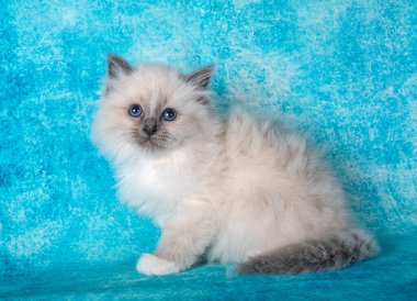 Birman kedi yavrusu mavi arkaplan önünde