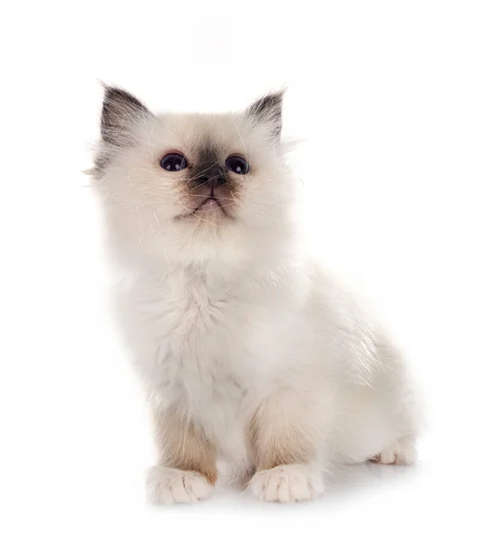 Birman Kitten Front White Background — Stock Photo, Image