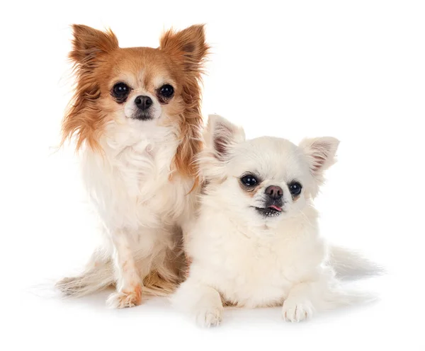 Liten Chihuahuas Framför Vit Bakgrund — Stockfoto