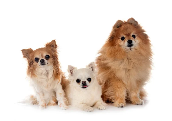 Bonito Pomeranian Chihuahuas Frente Fundo Branco — Fotografia de Stock