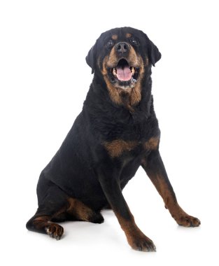 Beyaz arkaplan önünde safkan rottweiler