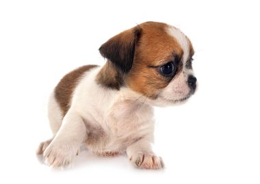 Beyaz arka planda küçük bir chihuahua