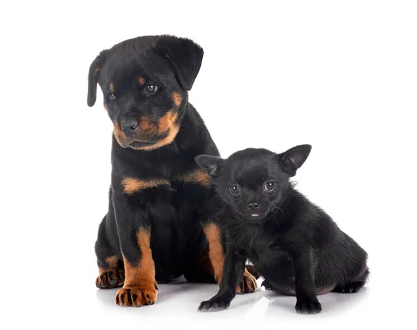 Cucciolo Rottweiler Chihuahua Davanti Sfondo Bianco — Foto Stock