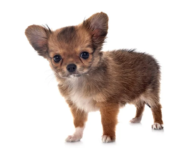 Kleiner Chihuahua Vor Weißem Hintergrund — Stockfoto