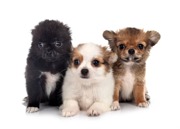 Kleine Chihuahuas Voorkant Van Witte Achtergrond — Stockfoto