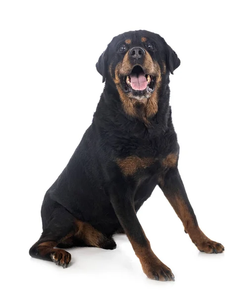 Raszuivere Rottweiler Voor Witte Achtergrond — Stockfoto