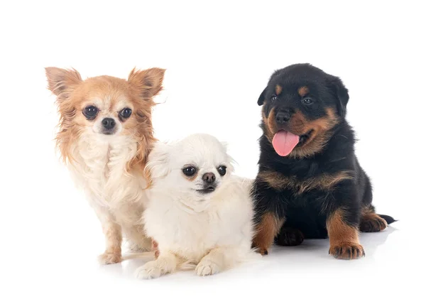 Puppy Rottweiler Chihuahua Voor Witte Achtergrond — Stockfoto