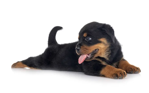 Pup Rottweiler Voorkant Van Witte Achtergrond — Stockfoto