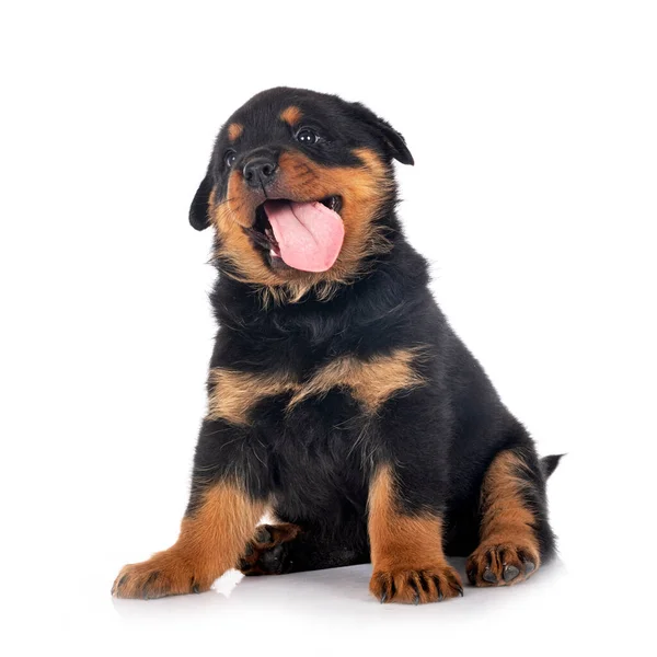 Cachorro Rottweiler Frente Fundo Branco — Fotografia de Stock