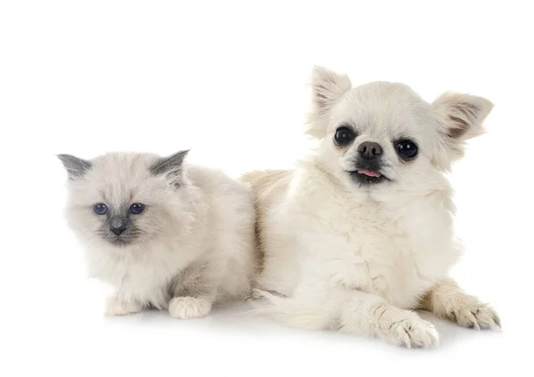 Birman Kitten Chihuahua Front White Background — Stock Photo, Image