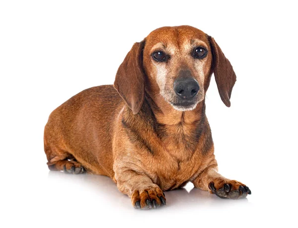 Brown Dachshund Front White Background — Stock Photo, Image