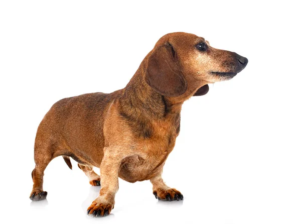 Brown Dachshund Front White Background — Stock Photo, Image