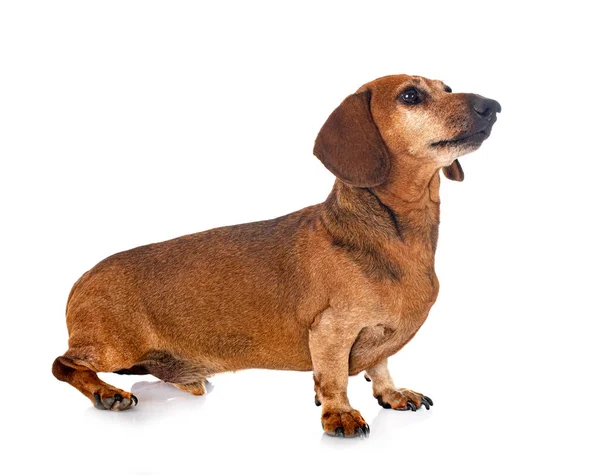 Bruine Dachshund Voor Witte Achtergrond — Stockfoto