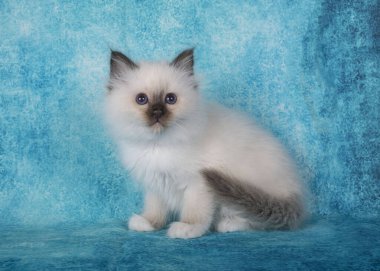 Birman kedi yavrusu mavi arkaplan önünde