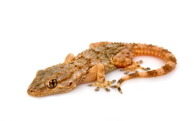 Genç Gecko beyaz arkaplanın önünde