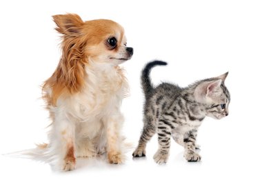 Bengal kedisi ve chihuahua beyaz arkaplan önünde
