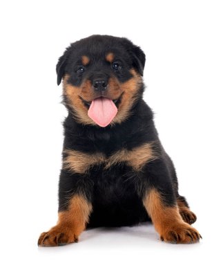 Beyaz arkaplan önünde köpek yavrusu rottweiler