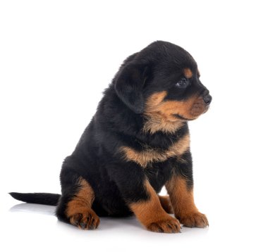 Beyaz arkaplan önünde köpek yavrusu rottweiler