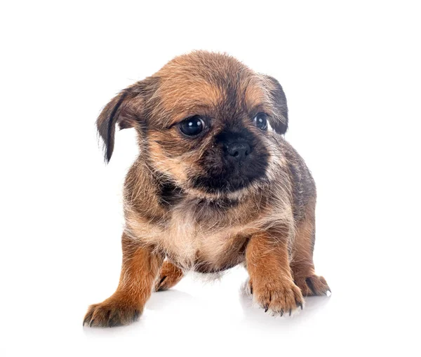 Kleine Brussels Griffon Voor Witte Achtergrond — Stockfoto